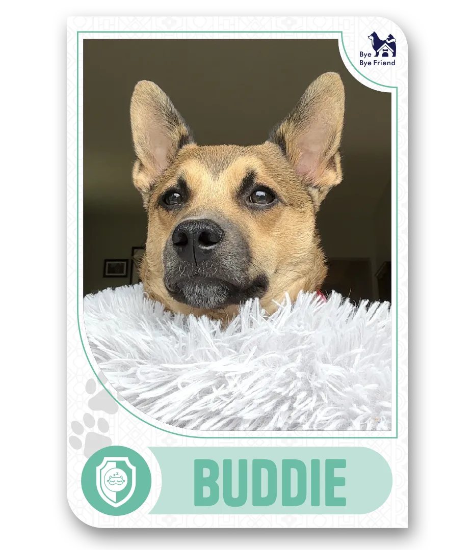 Buddie Card