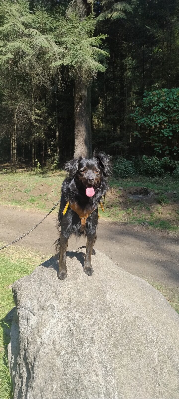 Roco