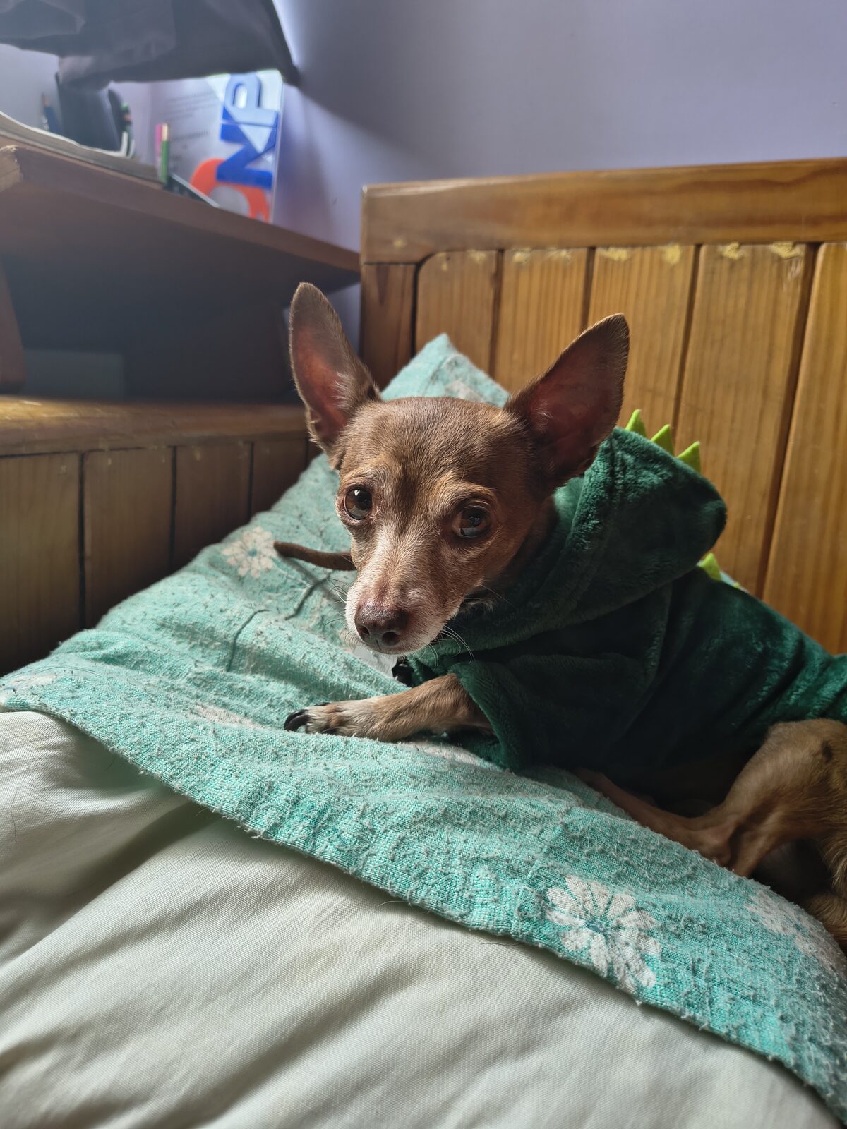 Canelo