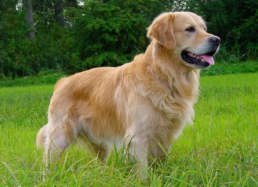 Teodoro