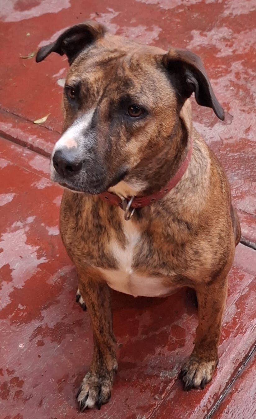 Canela