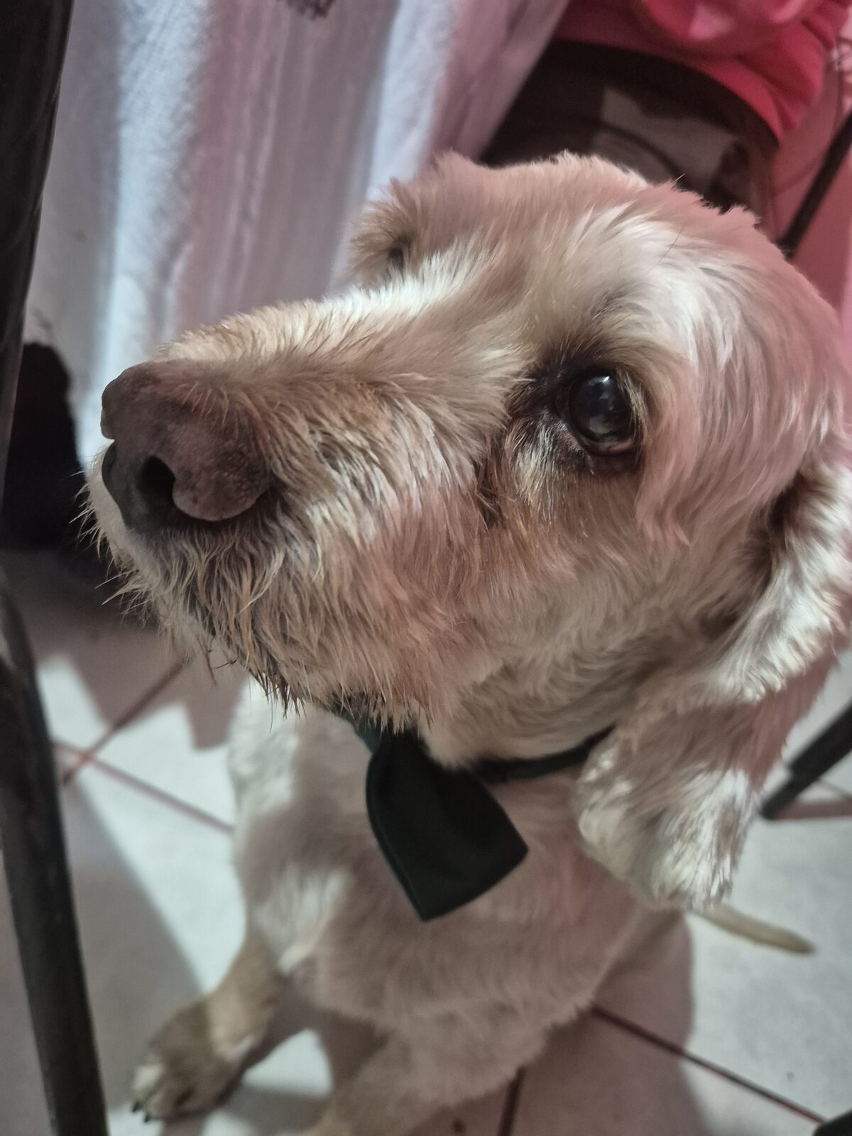 Caneluko