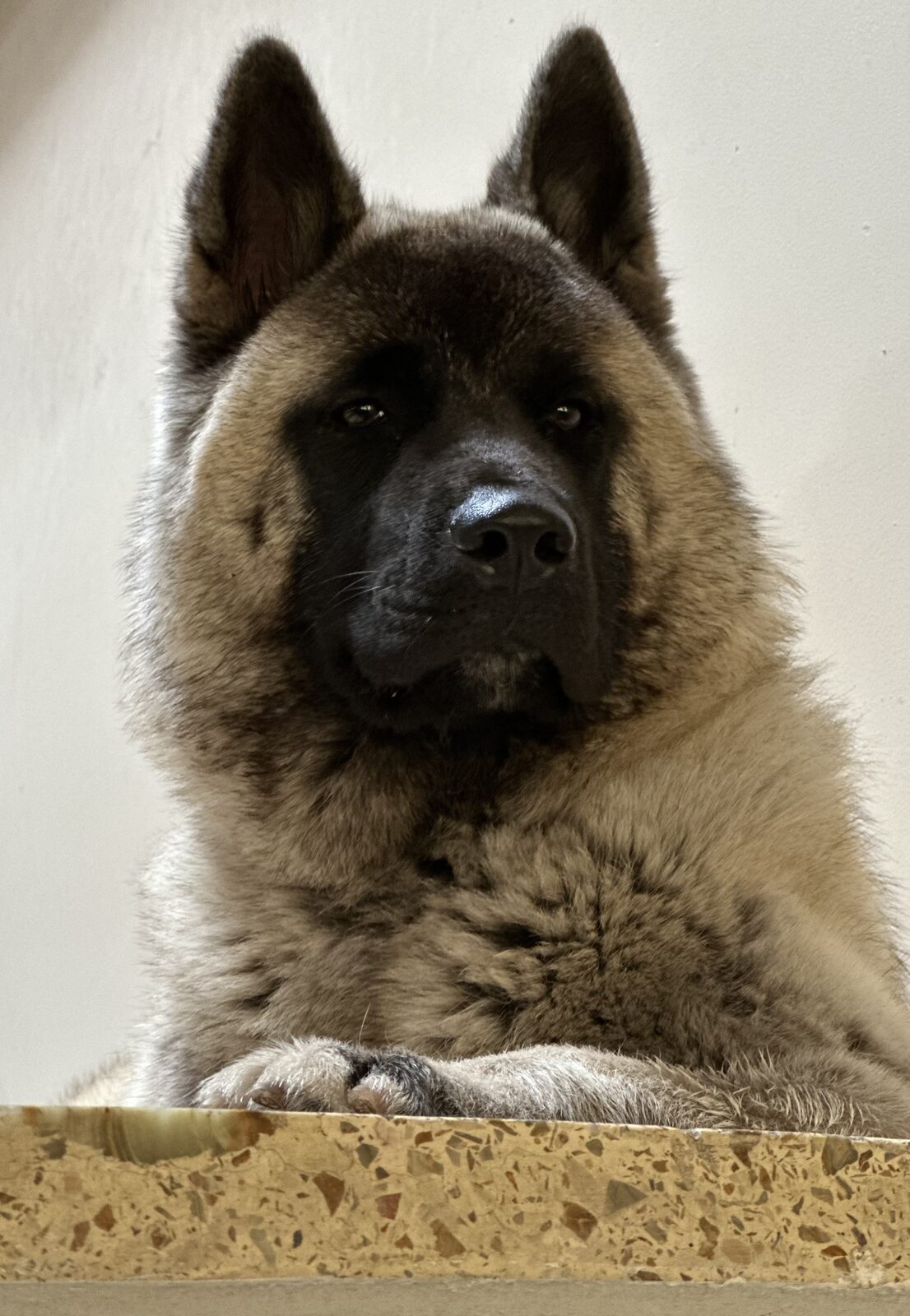Pancha