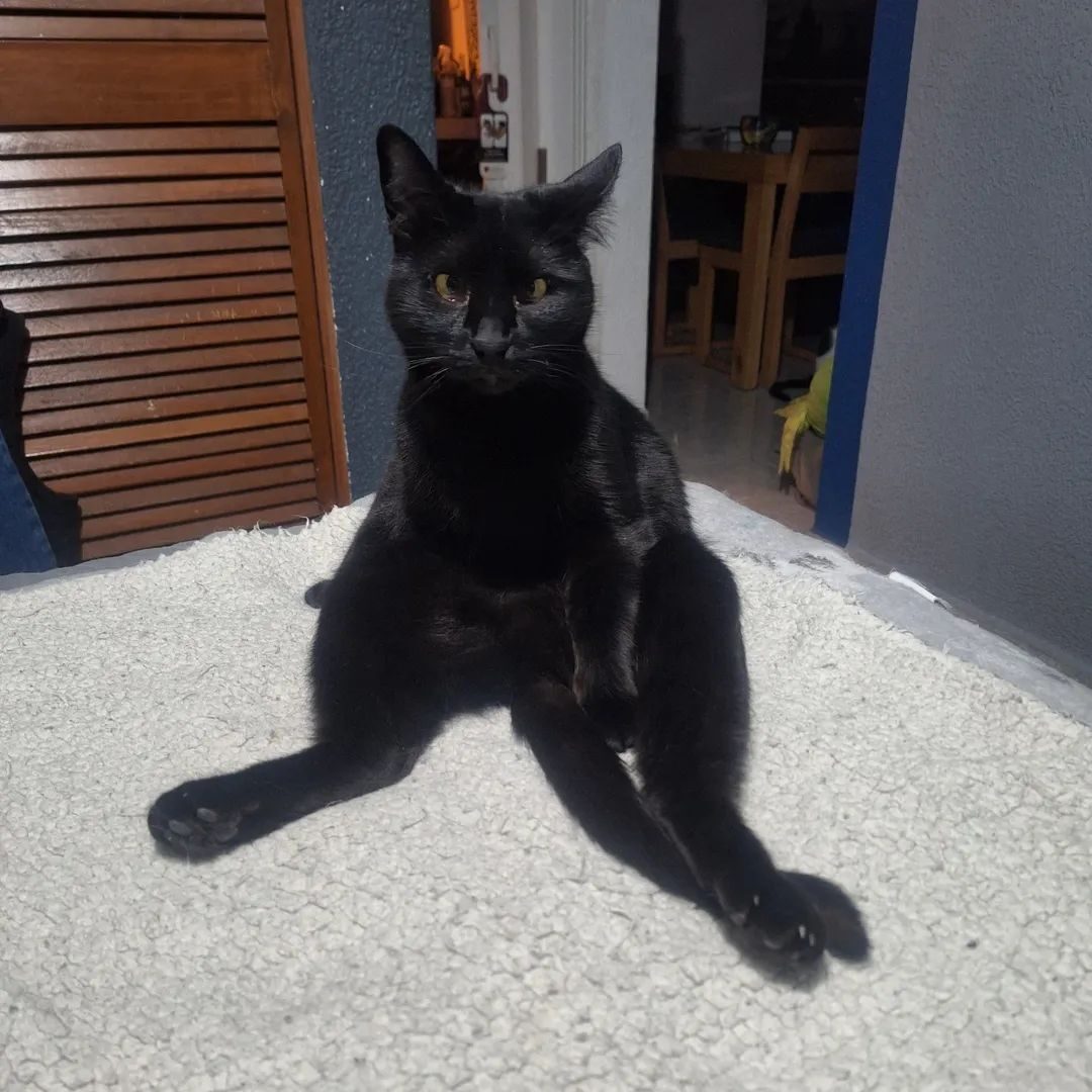 Mavis