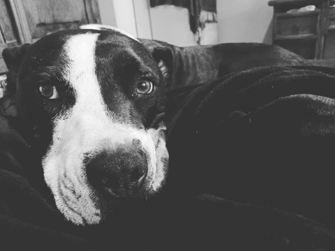 Hooster
