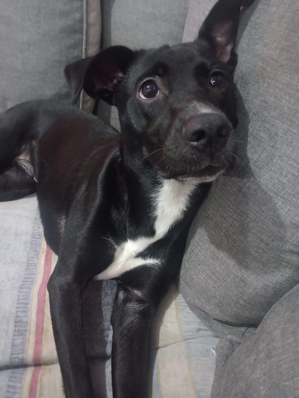 Maya