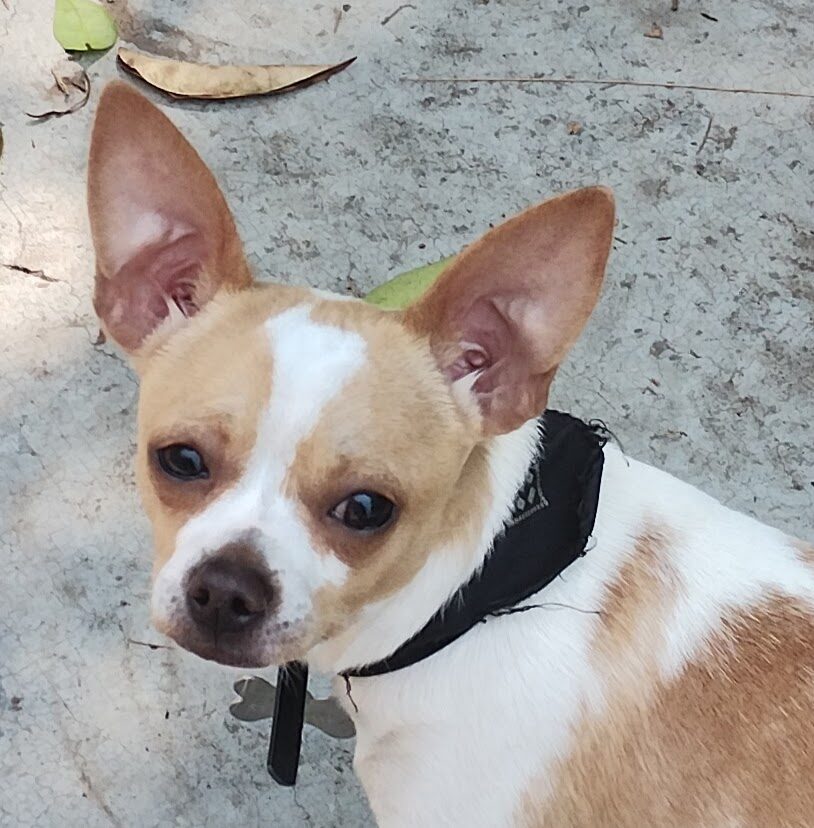 Joaquín