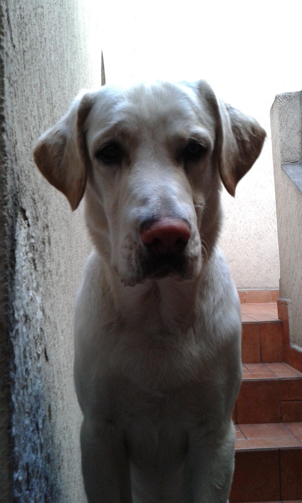 Poppy