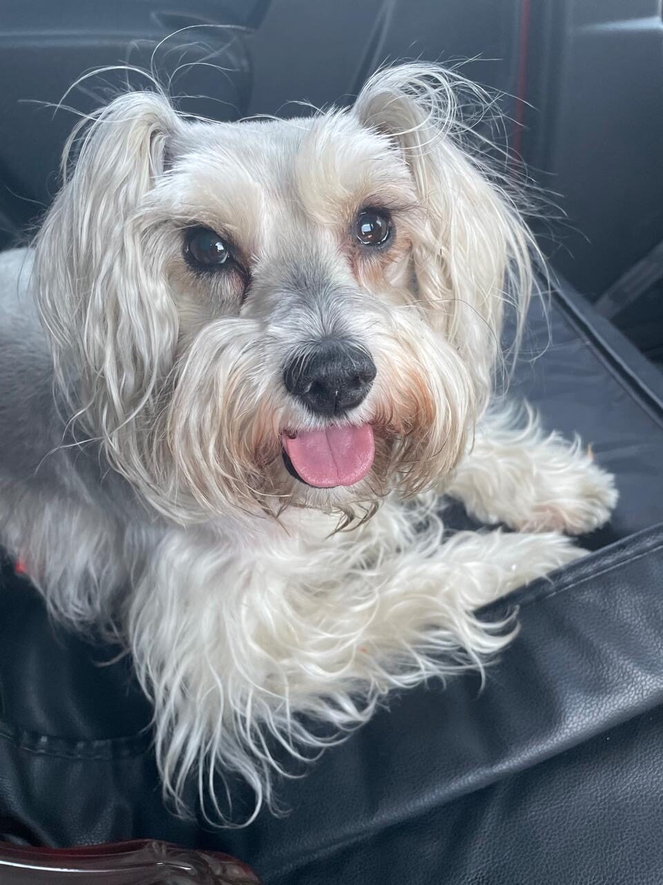 Harley