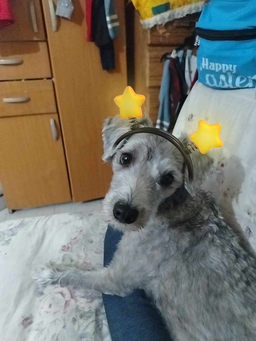 Laika