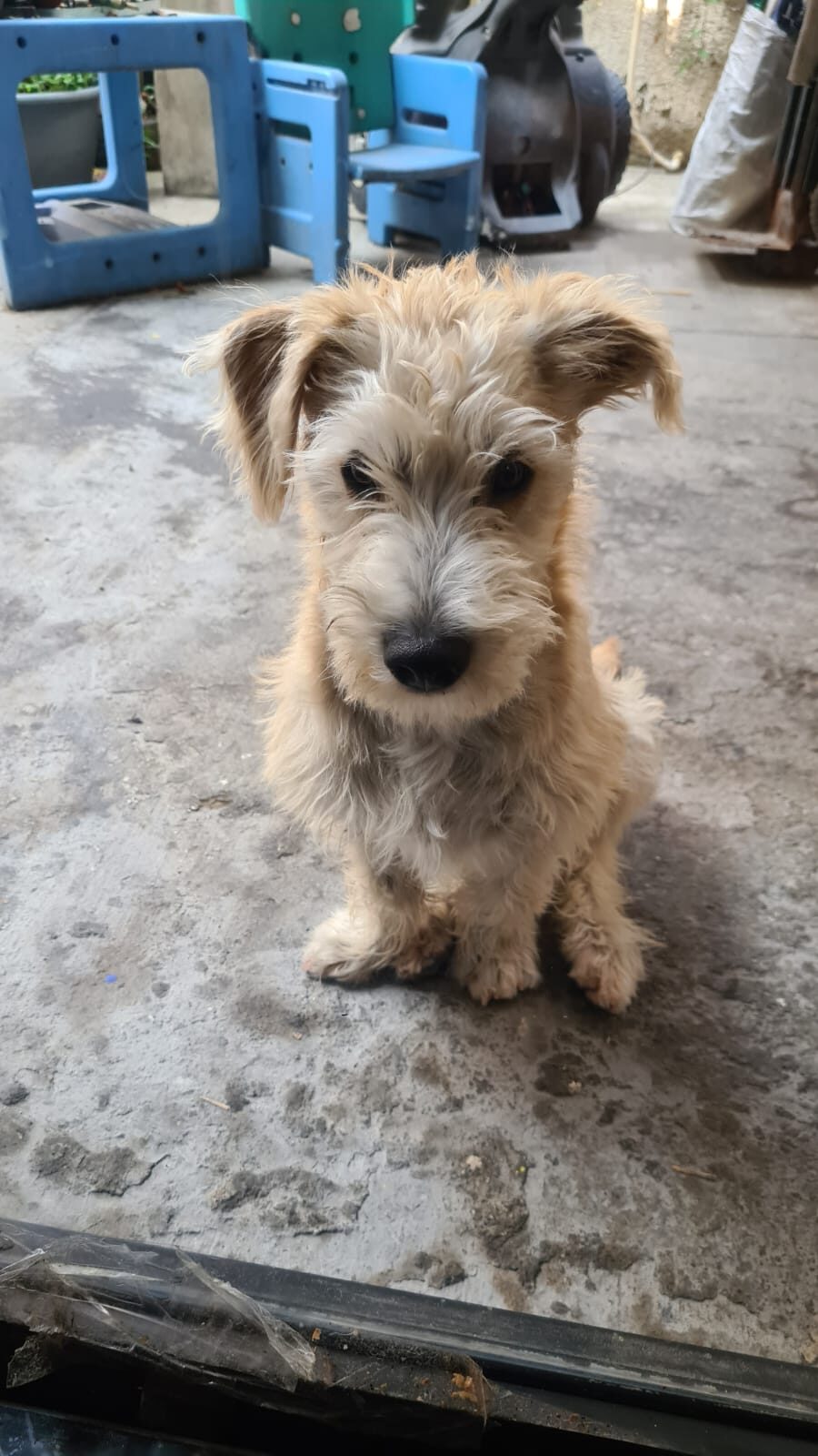 TOY