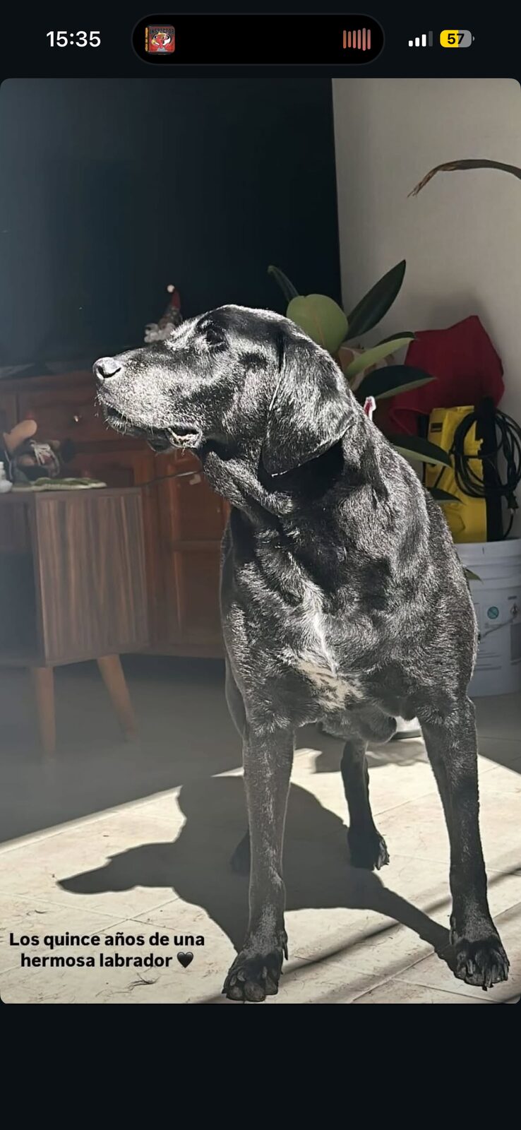Pantera