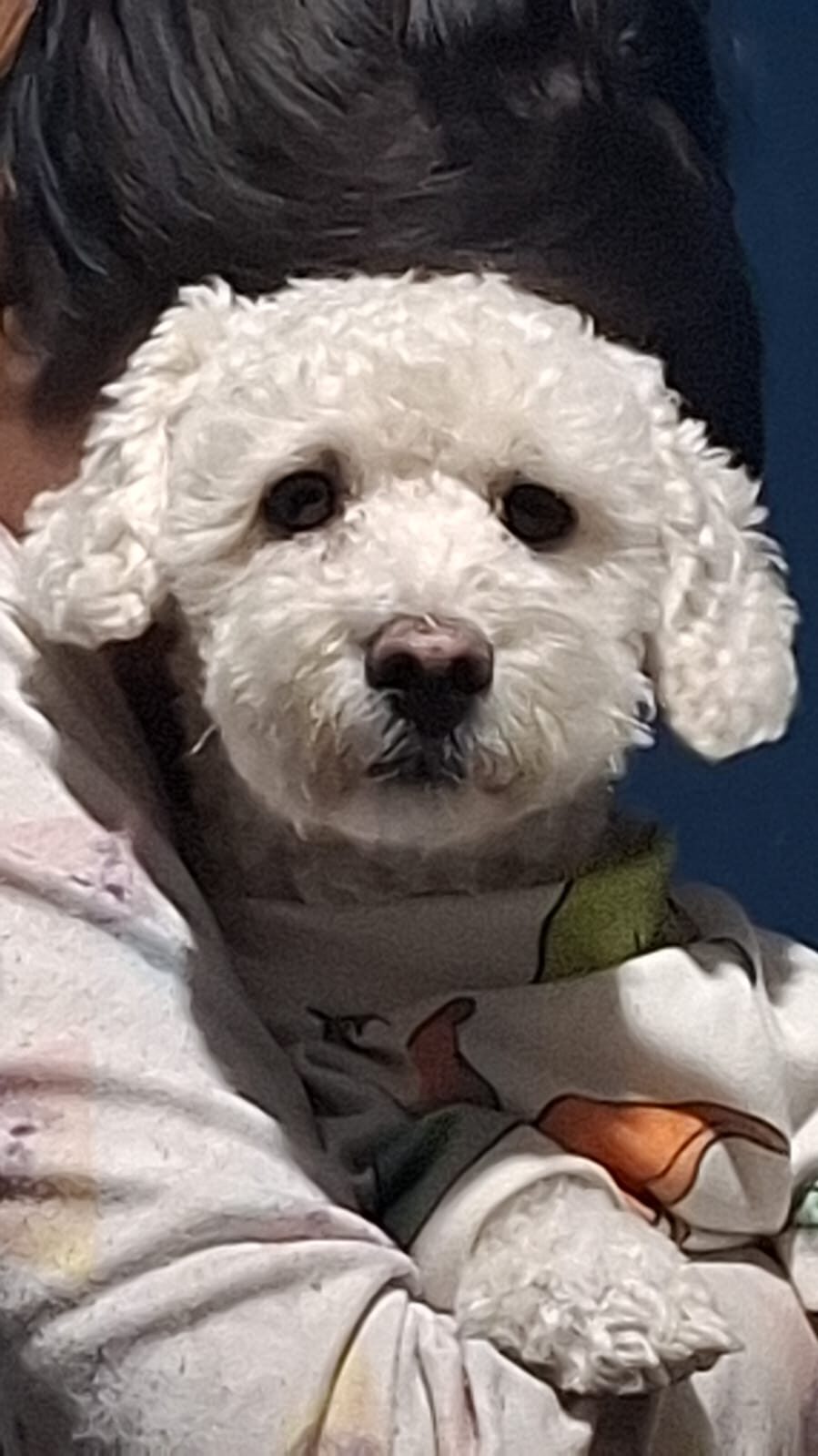 FRODO