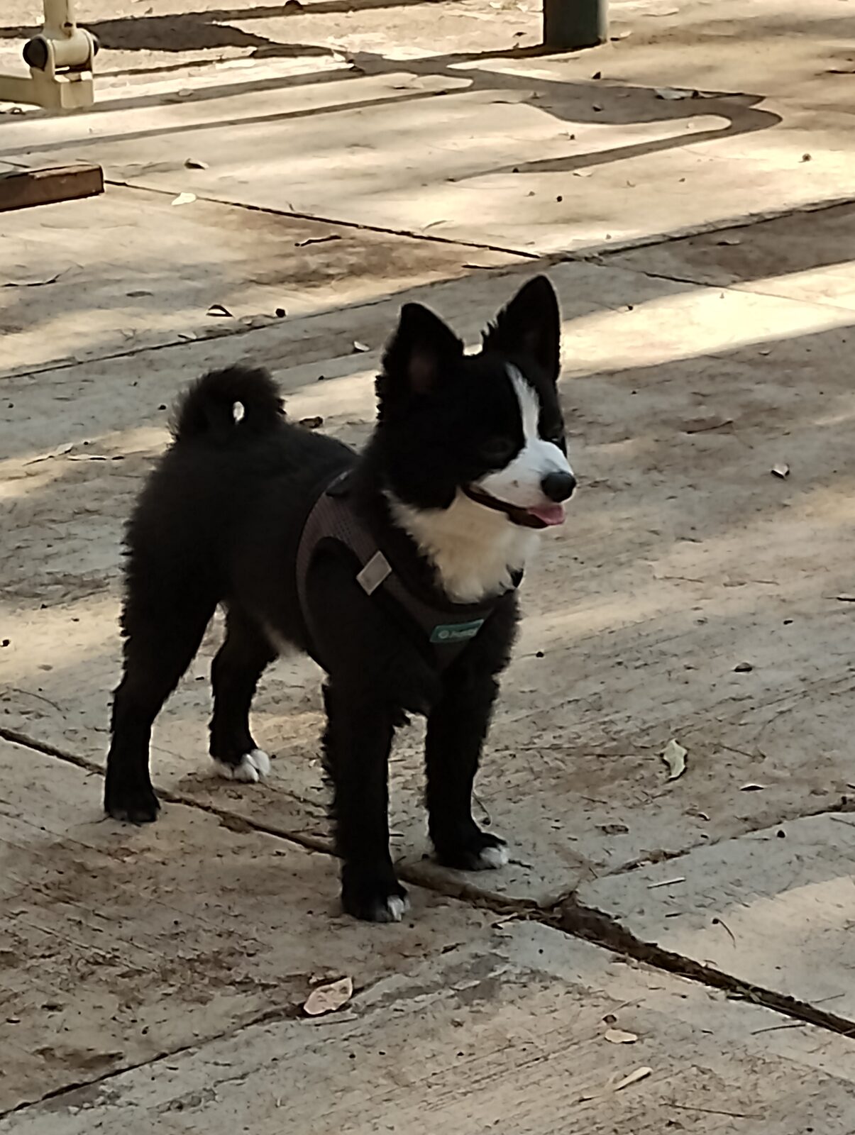 Pepito