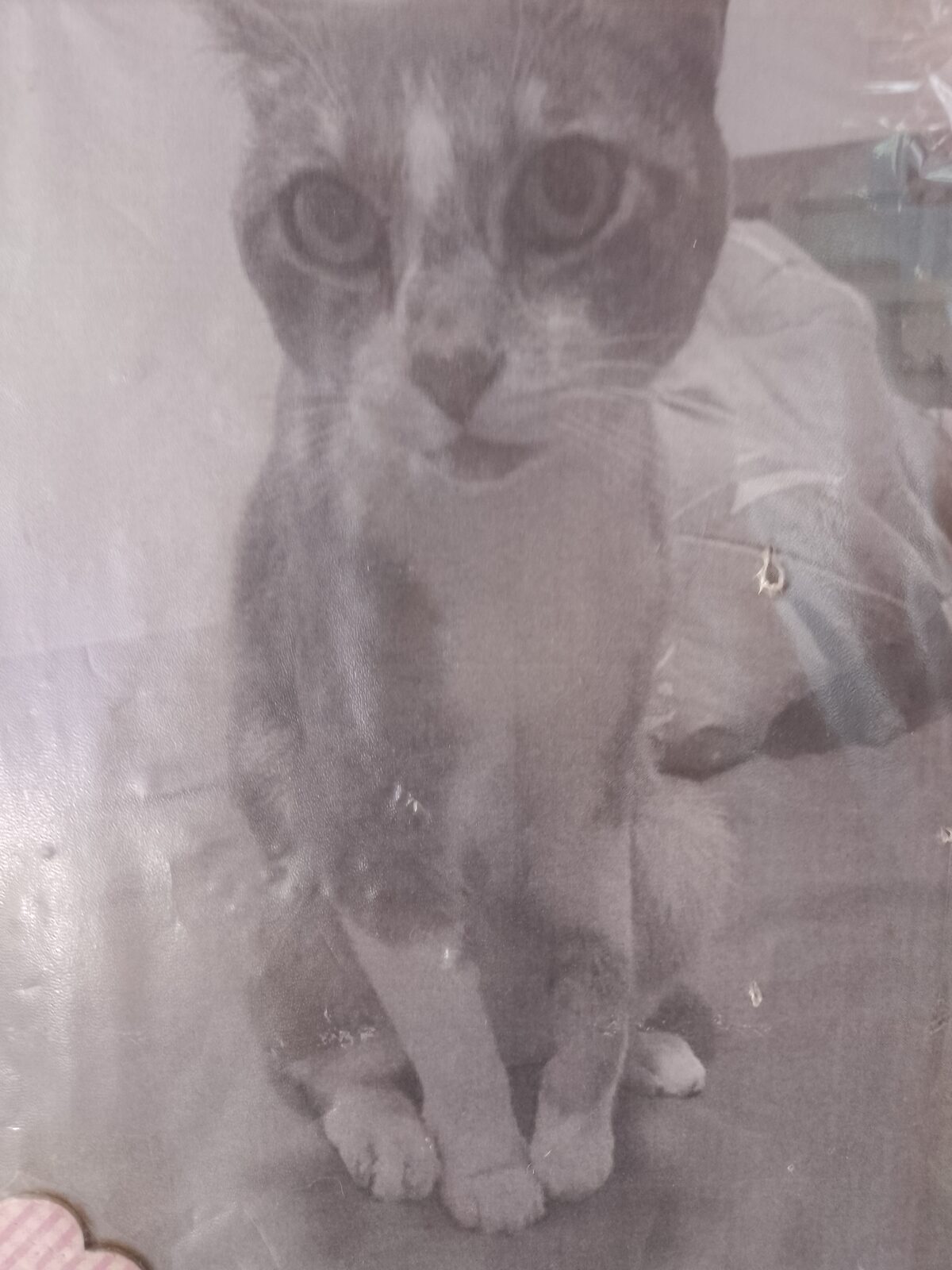 Gato