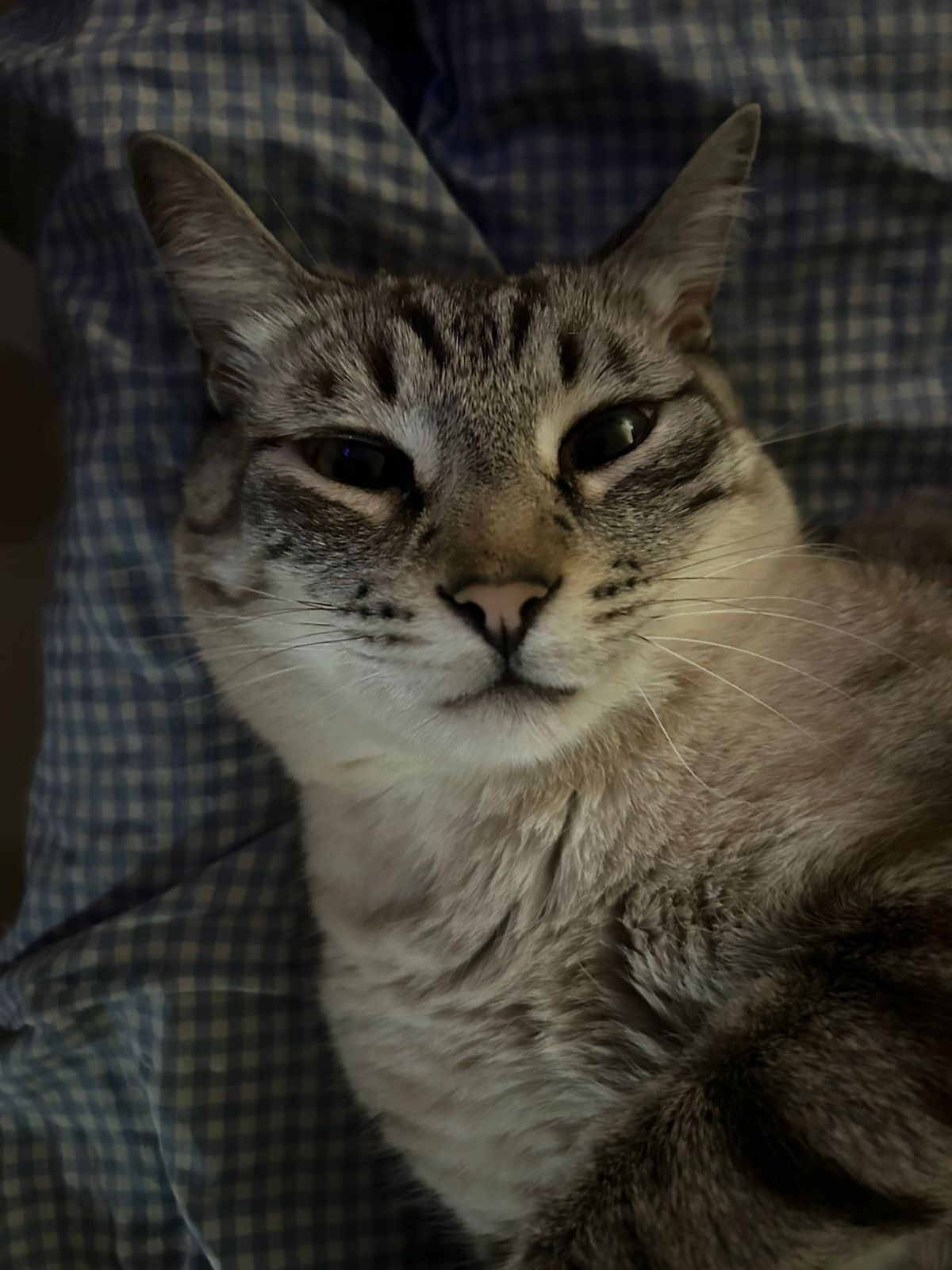 Gino kirara torbe