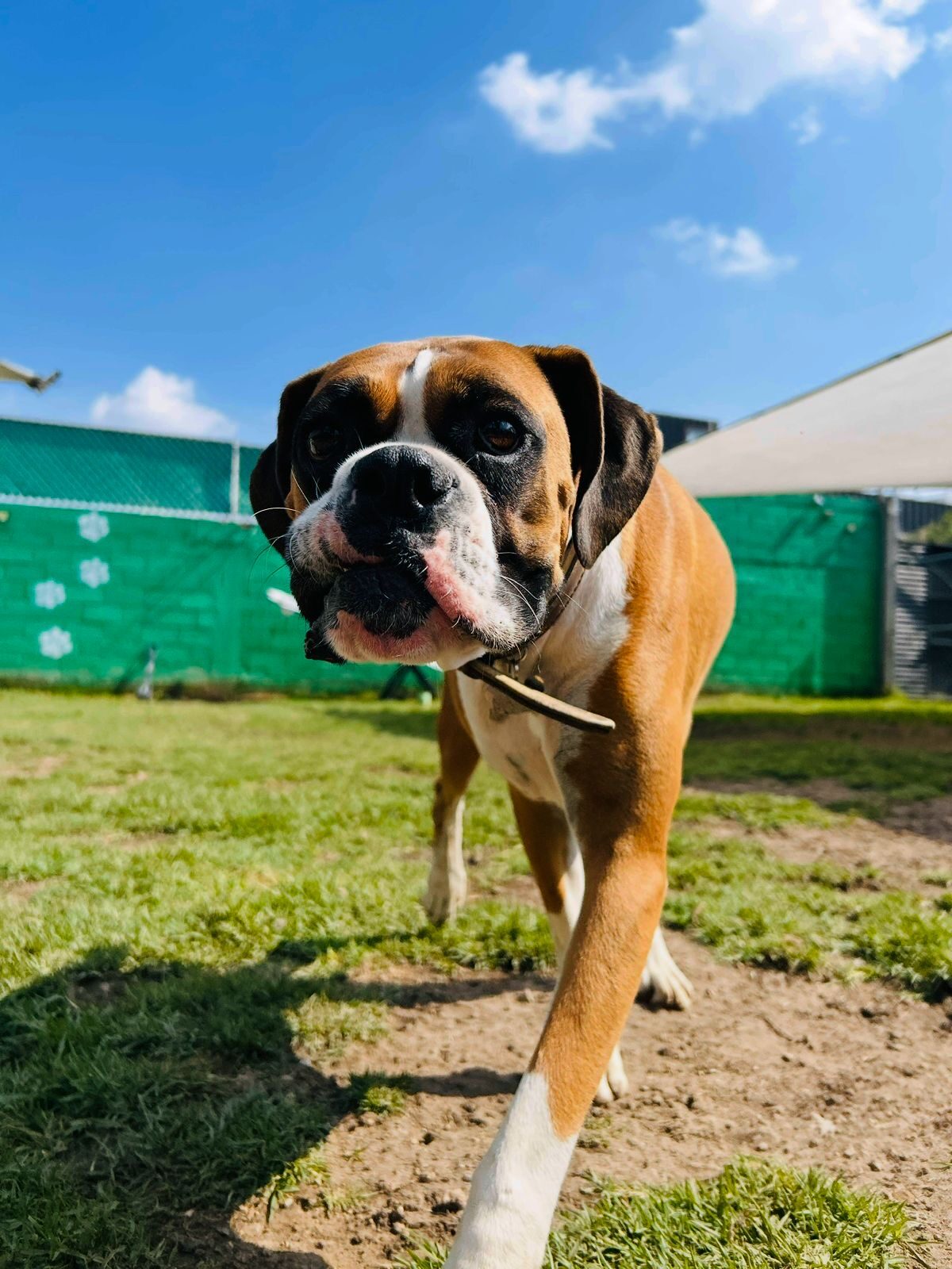 Mateo
