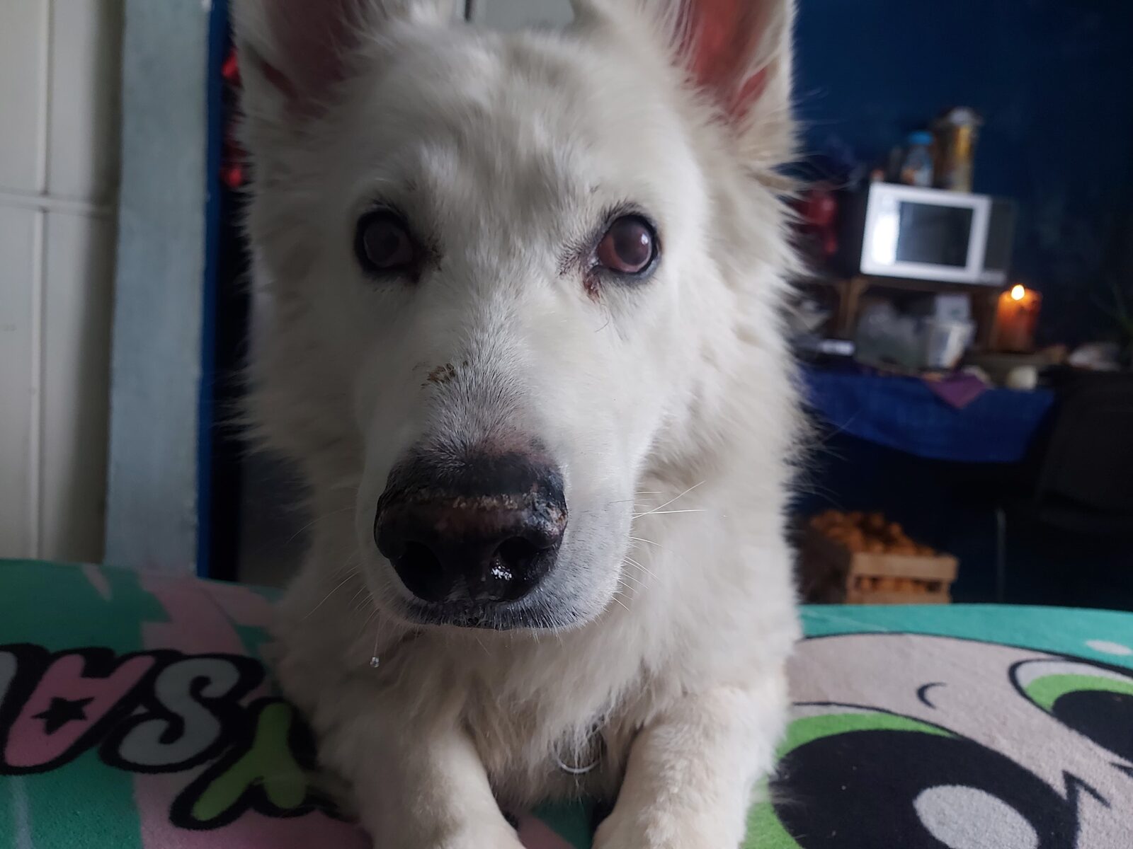 Iorek