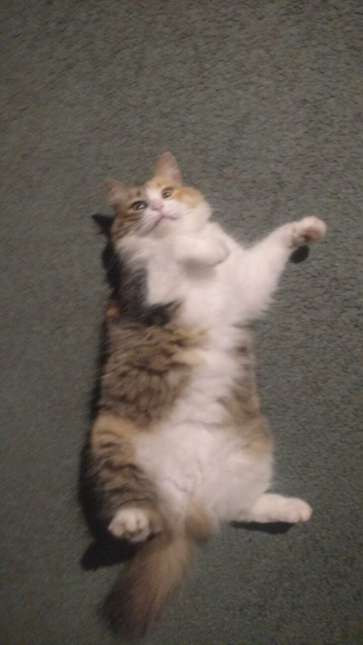 Minga