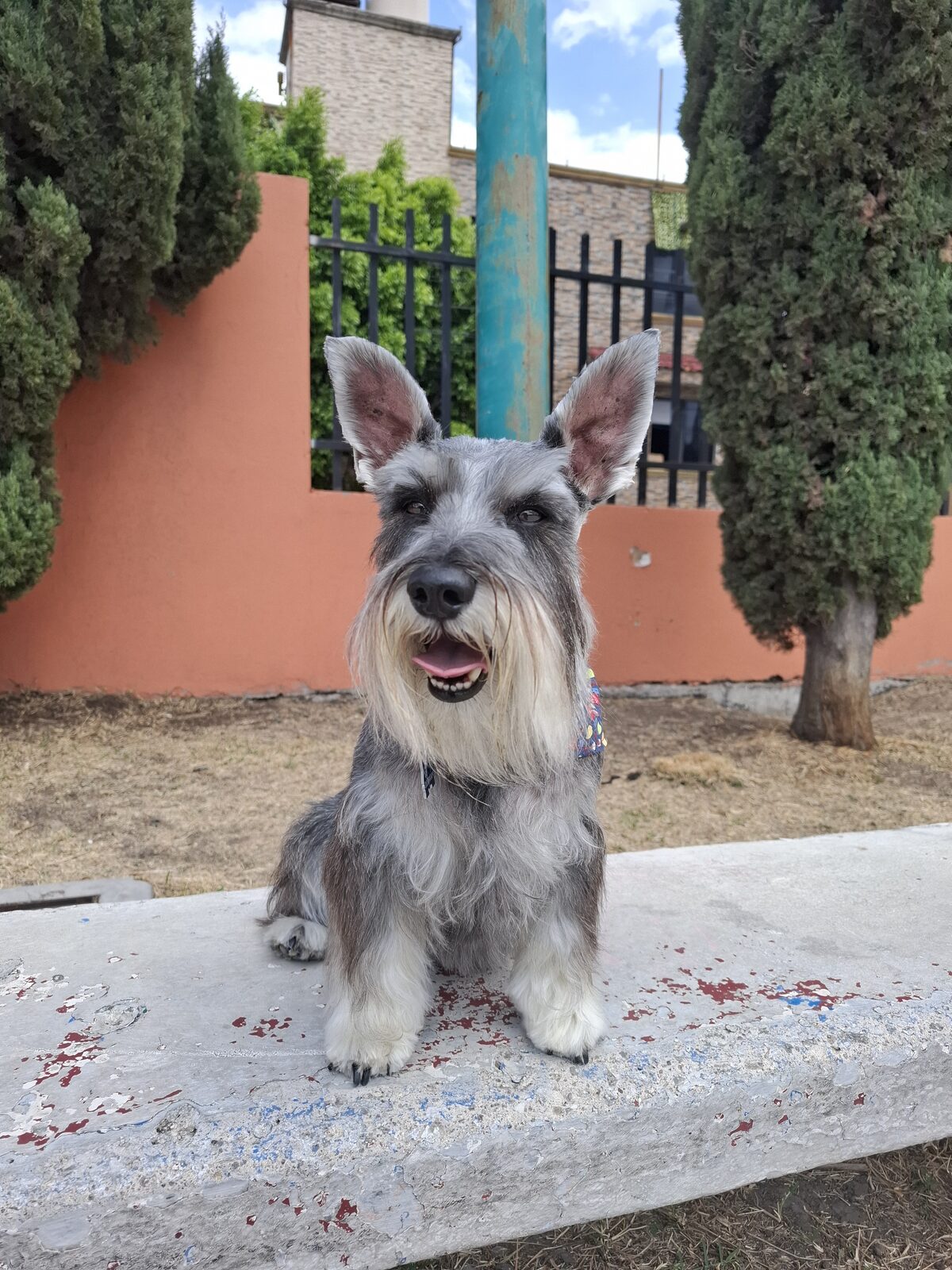 Floki