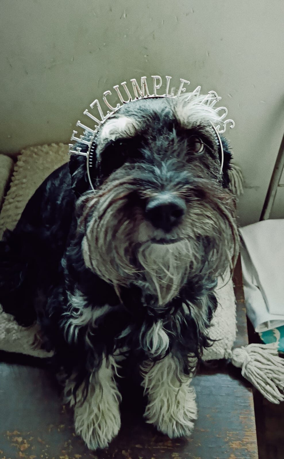 Gipsy